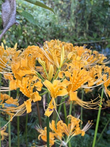 石蒜 忽地笑 黄花石蒜 3~6厘米球直径 换锦石蒜 节假日发货