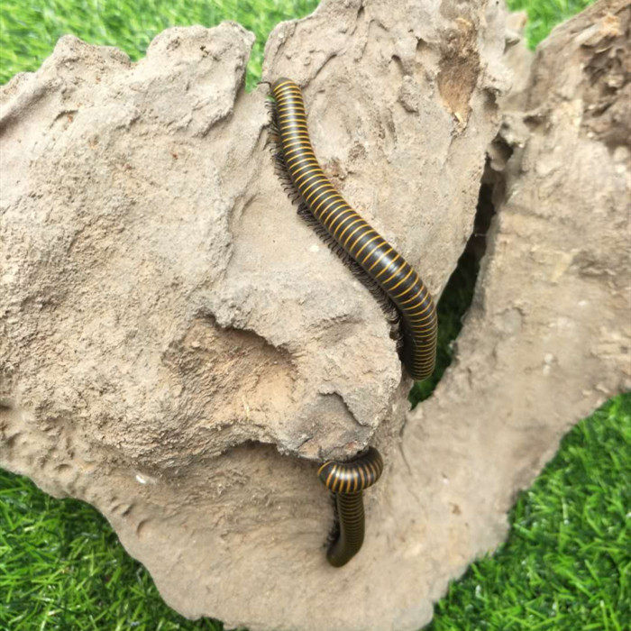 【仙哥】金环马陆千足虫物活体甲虫昆虫饲养简单吃瓜果蔬菜包邮活