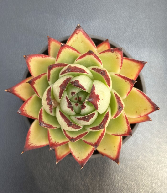 加州黄皮乌木云南多肉植物正版稀有进口贵货精品控养新手好养绿植
