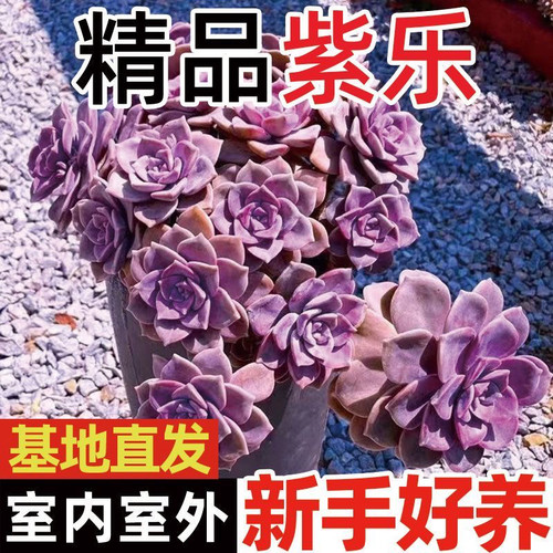 老桩超大糖心紫乐多肉多头新手好养盆栽办公室绿植盆栽花卉礼物
