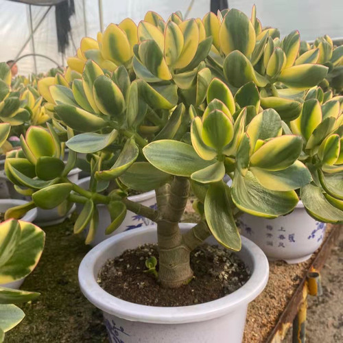 落日之雁大老桩新花月锦多肉植物精品玉树学校办公室礼物花卉盆栽