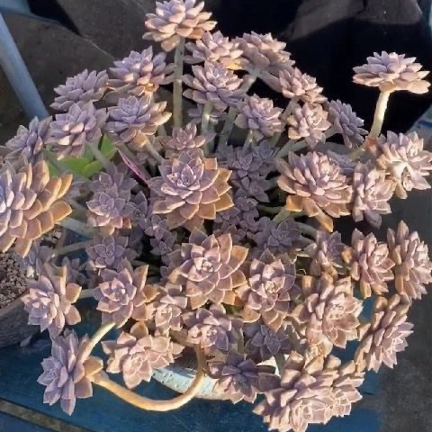 老桩多头超大悬崖阿伦精品植物多肉夏季好养耐热耐寒好养阳台盆栽