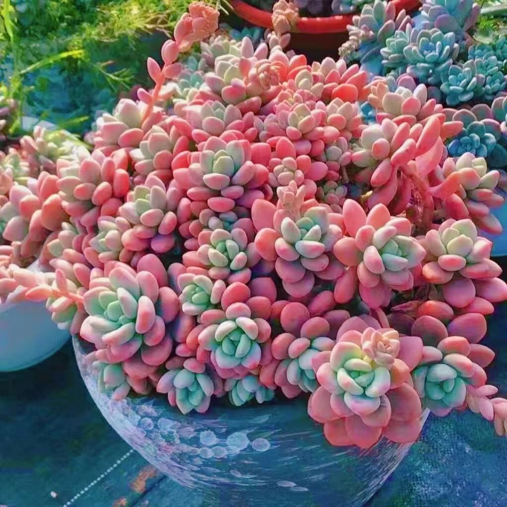 香水洛神多头劳尔超萌老桩云南多肉基地露养精品皮实新手好养活