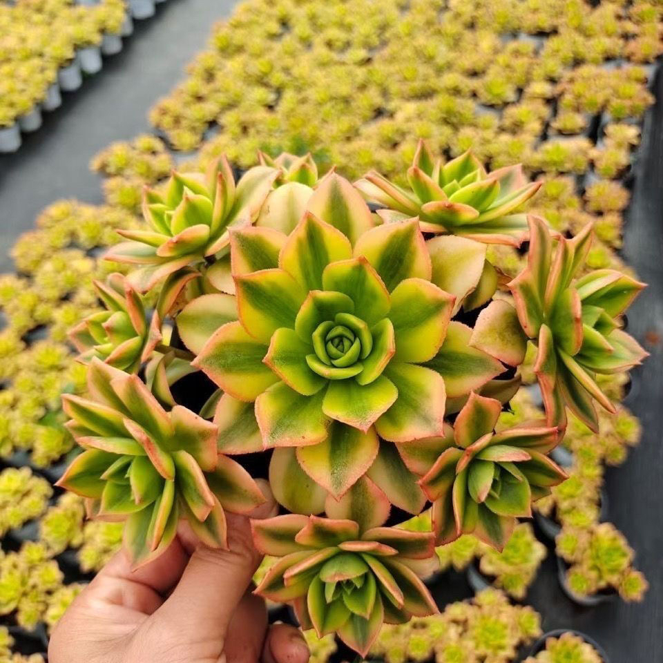 星爆老桩多肉植物万圣节法师露养精品肉肉室内阳公室云南绿植盆栽