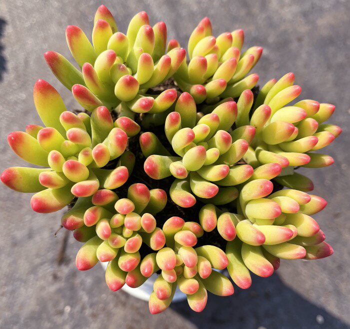 春萌  散群整盆多头植物  云南精品多肉清盆包邮简单易上手