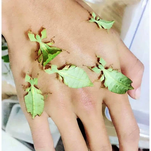 Насекомое, восстанавливающее листья Имитирующее насекомое Живое насекомое Персонализированное домашнее животное Альтернативная рептилия Обучающий эксперимент Метаморфоза