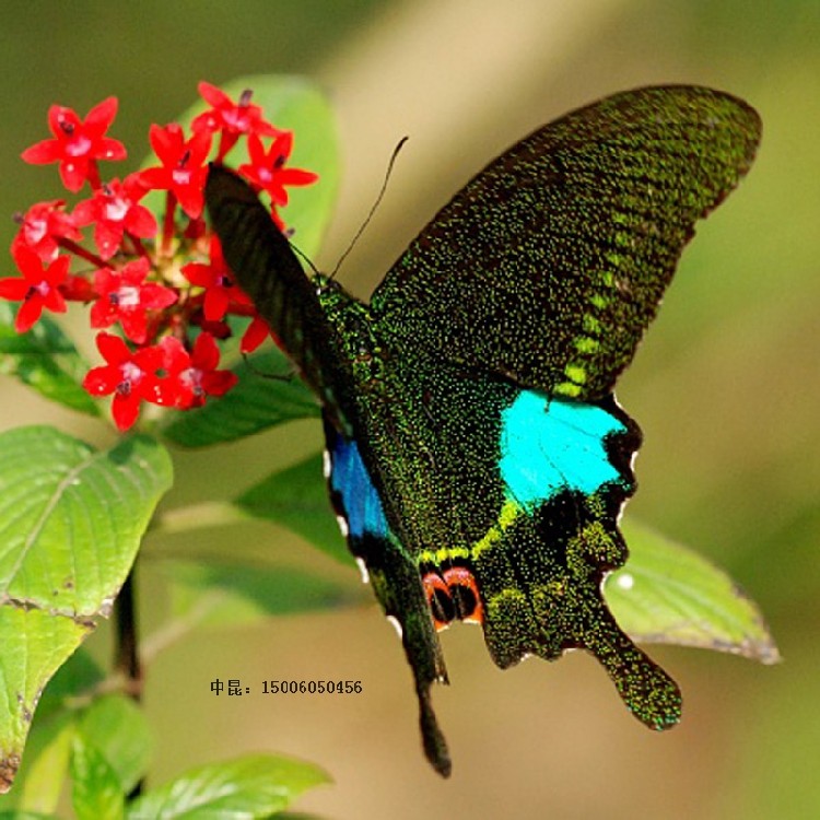 巴黎翠凤蝶 活体 蝴蝶幼虫 蝴蝶卵 蝴蝶蛹 毛毛虫 蚕宝宝 糖宝 蚕