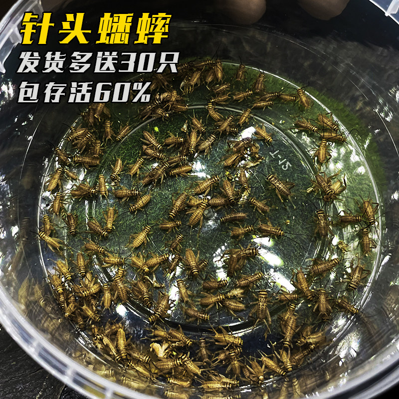 针头蟋蟀 油葫芦蛐蛐 蟋蟀幼体蛙鸟蜥蜴说个爬宠活体饲料