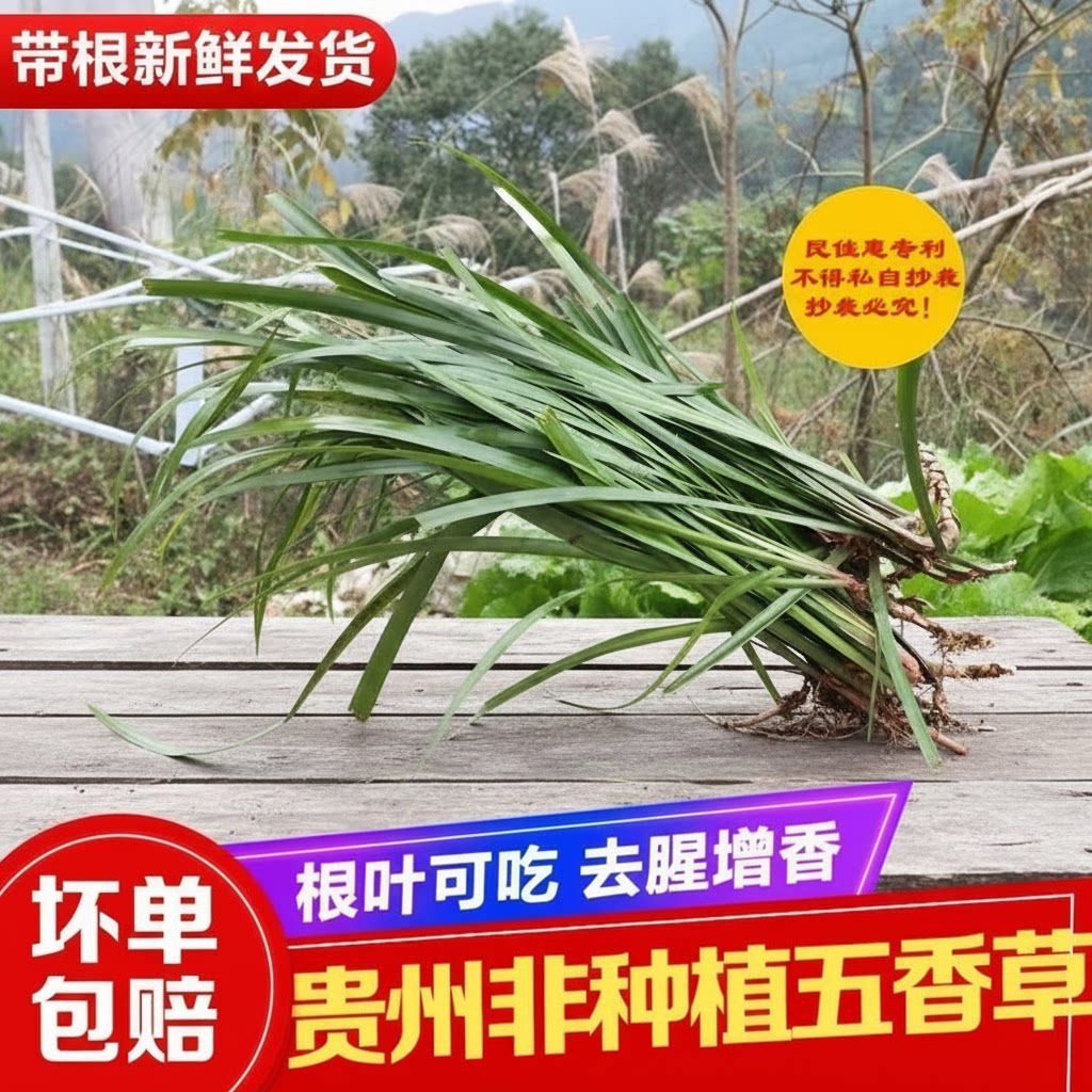 贵州现挖新鲜三奈草五香草去腥赠香香料红心根山奈草随手香可盆栽