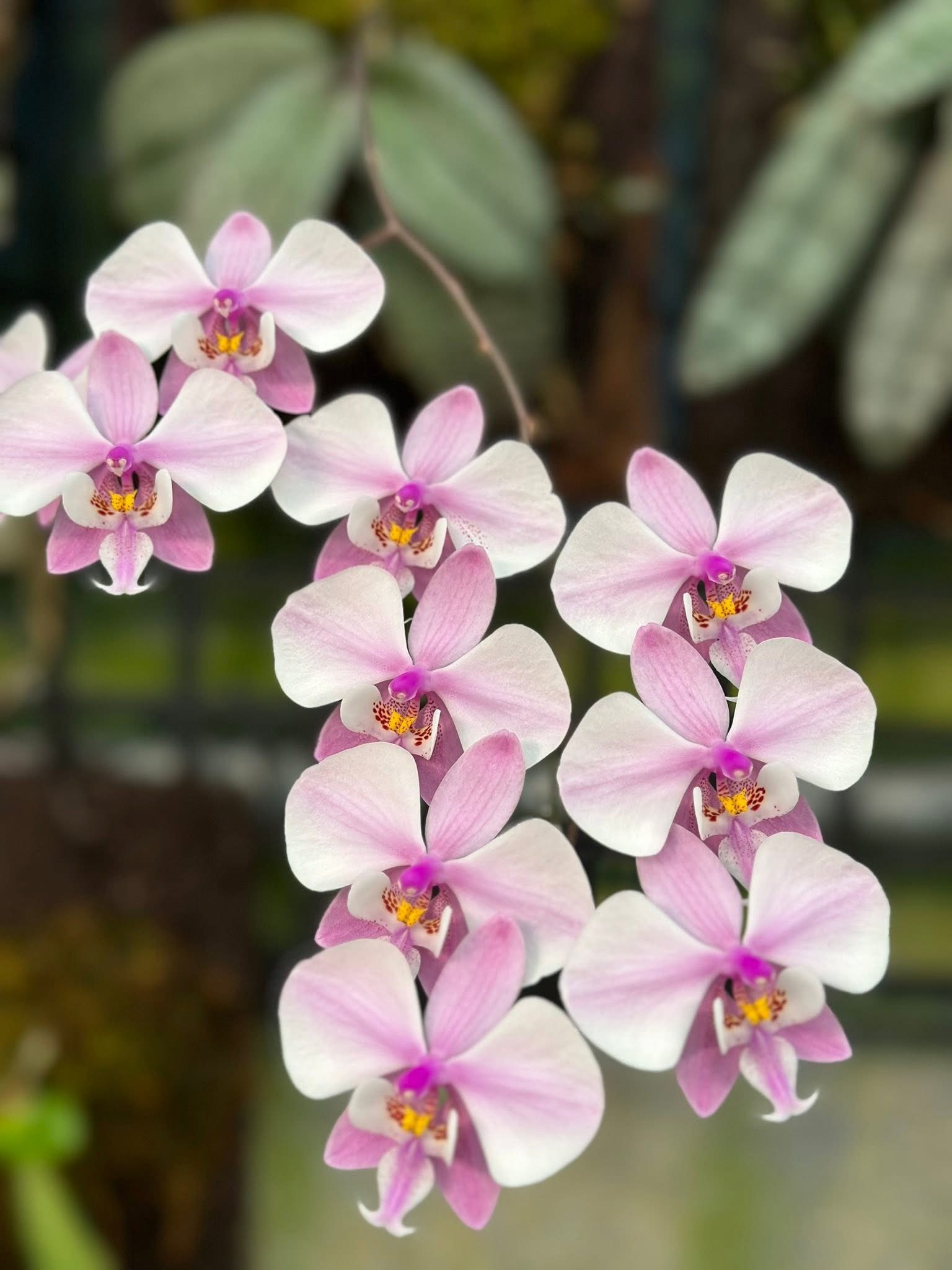 永利兰园 YL101复古脉纹西雷利蝴蝶兰 复古色西雷利 分生蝴蝶兰,鲜花速递/花卉仿真/绿植园艺,国兰/杂交兰/洋兰类,淘宝优惠券,粉丝福利购,淘宝优惠卷