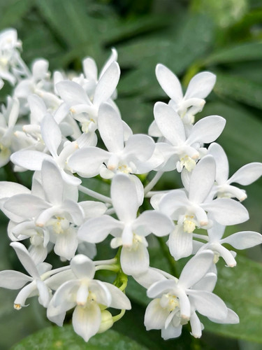 白变种EQ Phal. equestris var.alba 分生蝴蝶兰  经典eq 台湾苗