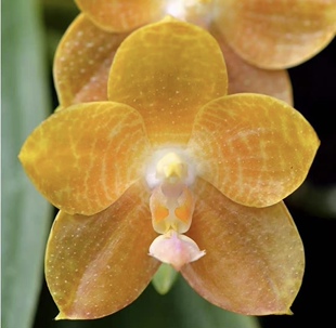 稀有品种琥珀象 台湾蝴蝶兰 弥陀反射龙交象-琥珀象优秀个体分生