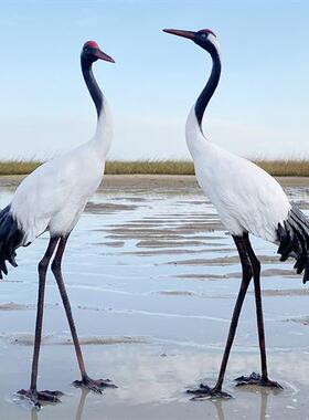户外仿真仙鹤雕塑水景庭院花园林造景观装饰玻璃钢小品丹顶鹤摆件