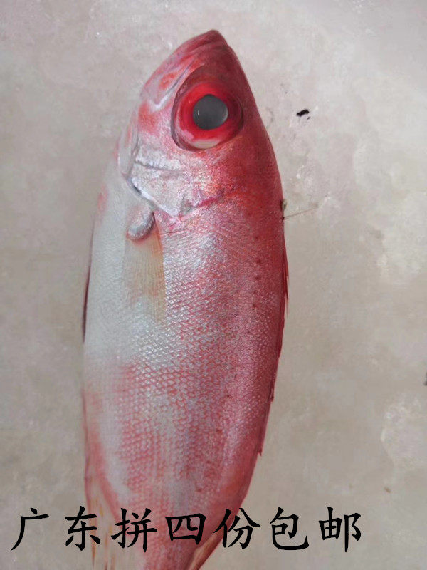 潮州特产潮汕当天海捕鲜活冰冻大眼鸡鱼红目鳞鱼一斤刮鱼鳞挖肚子