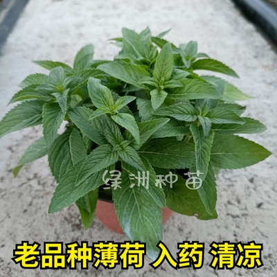 绿植薄荷绿植野生中华食用