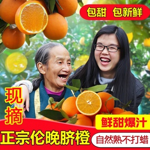 现货伦晚脐橙秭归春橙 湖北秭归新鲜应季水果橙子大果包邮现摘