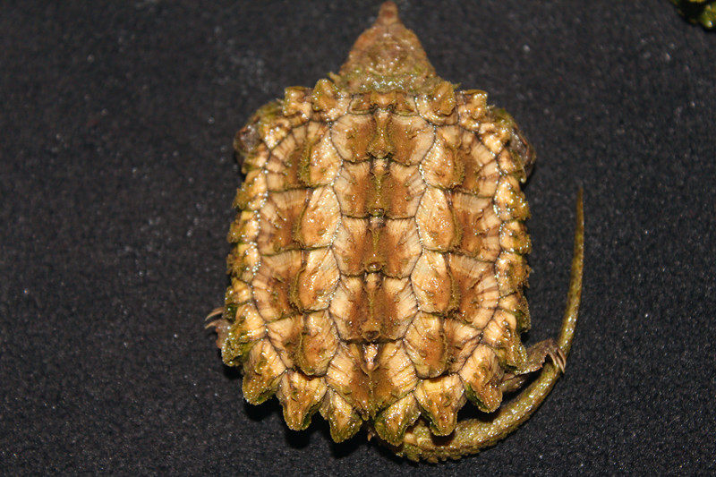 2022进口大鳄龟 原色淡彩黄金gold钓鱼龟 黄金大鳄龟头苗活体包邮