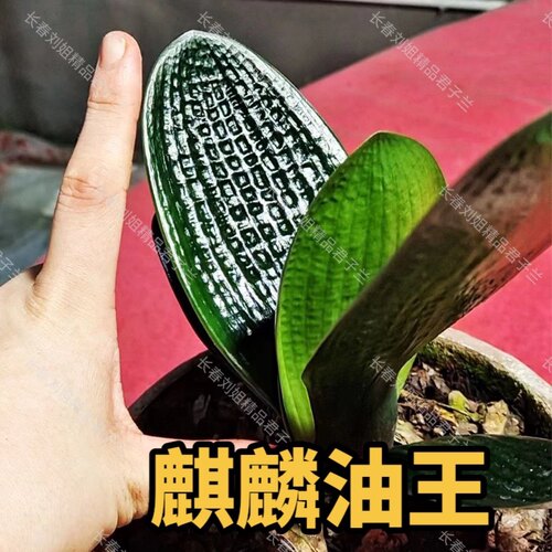 长春君子兰坑纹麻脸短叶麒麟油匠精品苗高档绿植花卉室内办公室