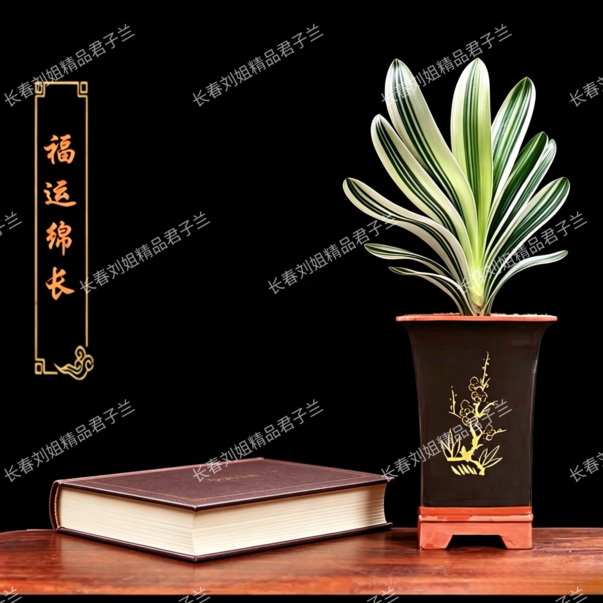 长春高端精品君子兰小苗金丝彩兰鸳鸯福伦一线天室内绿植花卉盆栽