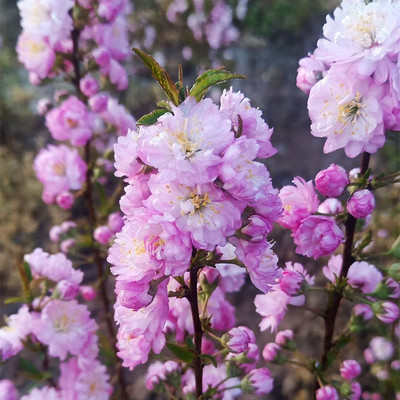 当年开花春天多年生树苗梅花庭院