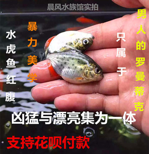 南美亚马孙热带鱼淡水凶猛鱼群养水虎鱼观赏鱼活苗肉食性猛鱼活体
