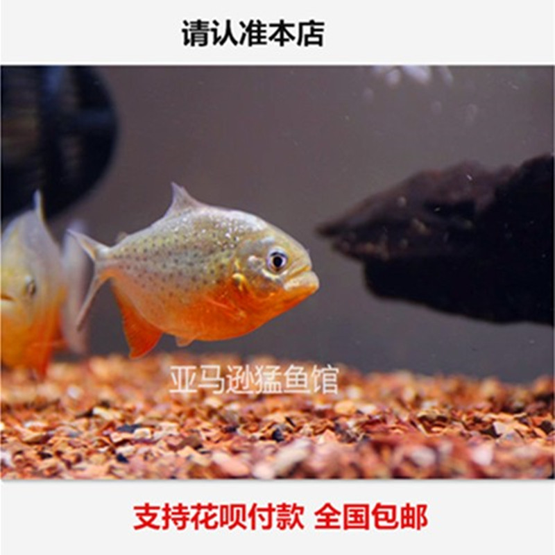 南美亚马孙红文鱼活热带鱼淡水凶猛宠物观赏鱼活苗肉食性猛鱼包活