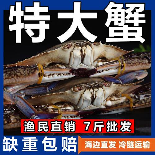 梭子蟹7斤特大野生梭子蟹公蟹白蟹 蟹海鲜香辣蟹保鲜不包活冻蟹