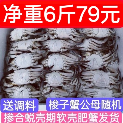 新鲜美味冻冷冻梭子蟹