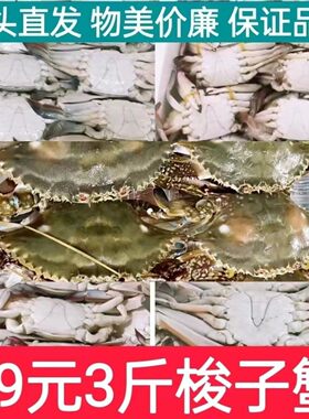 海蟹梭子蟹冷冻梭子蟹