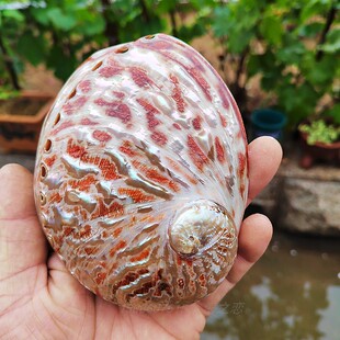 烧烤扇贝鼠尾草容器摆件 天然鲍鱼壳牡蛎壳鱼缸造景酒店食材拼盘