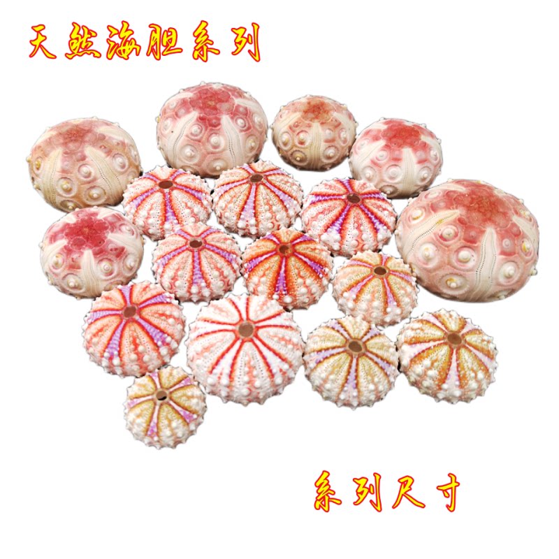 天然海胆壳勋章海胆高腰海胆新帕灯火胆蛇尾胆创意装饰海胆灯制作