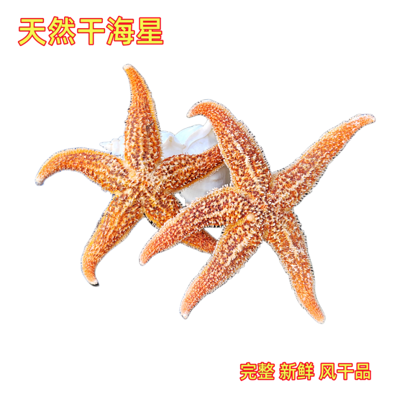天然海星干星五角海星论斤售
