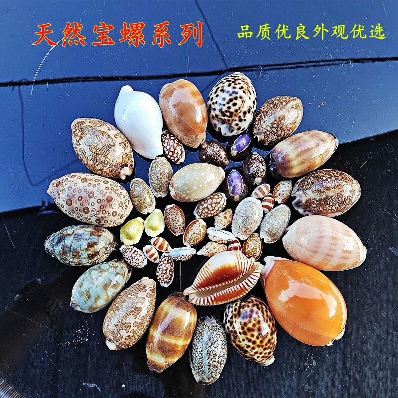 天然宝螺黄金宝百眼宝龟甲宝地图宝玉兔螺宝阿拉伯宝螺标本收藏
