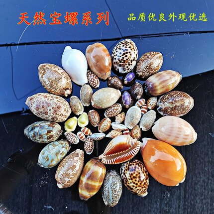 天然宝螺黄金宝百眼宝龟甲宝地图宝玉兔螺宝阿拉伯宝螺标本收藏