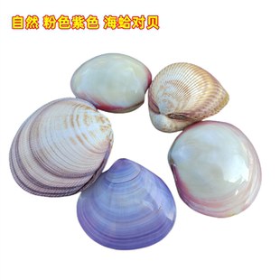 饰标本海贝壳 白贝壳创意装 天然紫贝壳对贝粉蛤帘扇蛤 扇贝带灯款