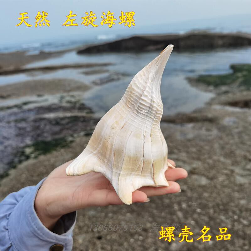 超大天然海螺左旋螺观音螺名品四大螺供奉收藏观赏标本玄关摆件