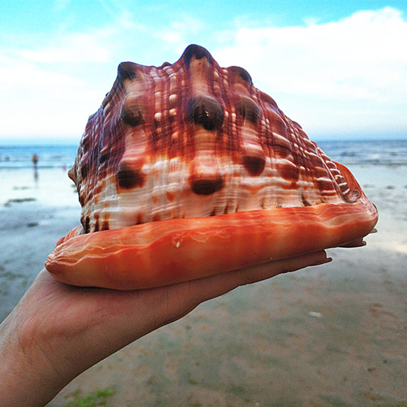 超大海螺万宝螺招财螺四大名螺水族箱鱼缸布景收藏标本海螺包邮