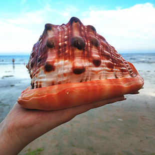 超大海螺万宝螺招财螺四大名螺水族箱摆台布景收藏标本红海螺 包邮