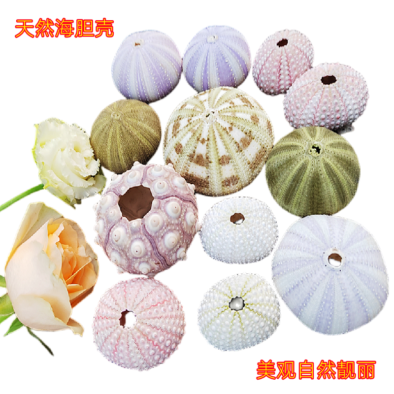 海胆壳紫海胆粉色勋章胆
