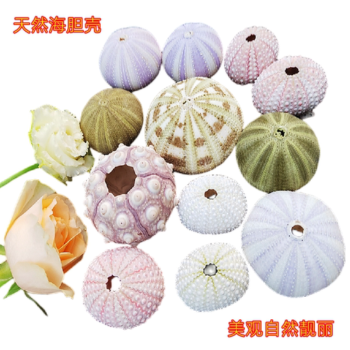 海胆壳紫海胆粉色勋章胆