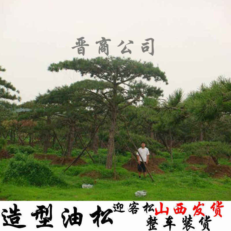 造型油松 大造型油松 迎客松 盆栽 地栽 迎客松 油松 造型油松