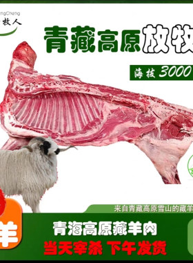 青藏高原藏羊腱腿羊脖子现杀现发
