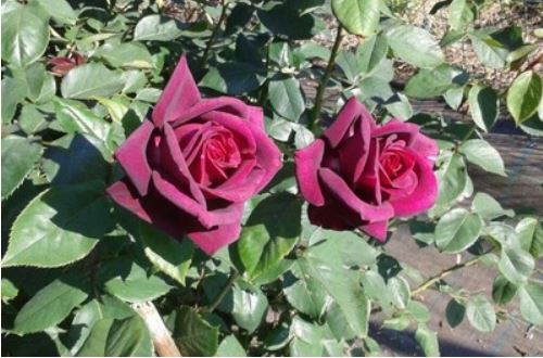 戴安娜又名暗夜芬芳 狄安娜adr抗黑斑霉勤开强香地栽盆栽月季花苗