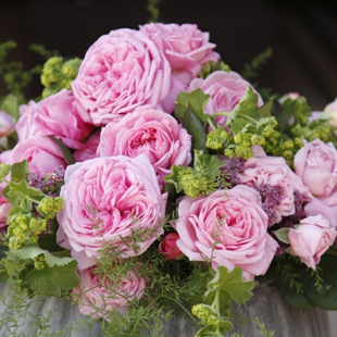 玫瑰伯爵玛丽·亨丽埃特/夏日韵事 ADR多季花抗黑斑盆栽大苗月季