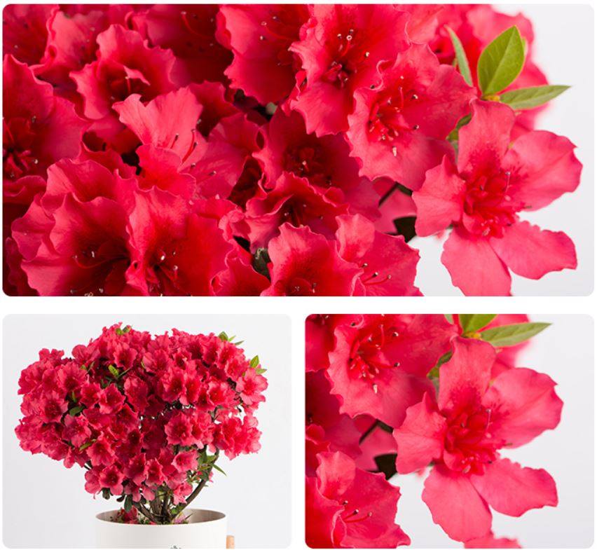 杜鹃红樱桃 盆栽苗进口庭院多季开花植物常绿灌木杜鹃花苗