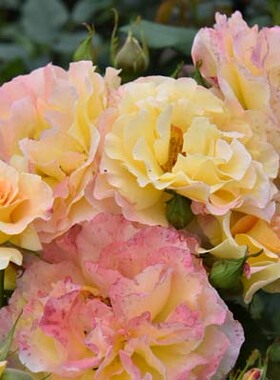 美丽湖景 梦之蕾 耐黑斑持续开花浓香阳台盆栽花卉玫瑰月季花苗