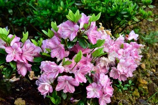 梅花茸 东鹃杜鹃花品种一物一拍盆栽花卉庭院阳台观赏花苗