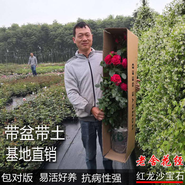 藤本红龙沙/红玫瑰伊甸园盆栽大苗勤花大花地栽月季玫瑰花卉花苗