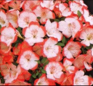 皋月杜鹃:酒中花一物一拍花园庭院阳台绿植盆栽花卉杜鹃花苗