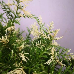 针叶树 柏类 紫荆Chamaecyparis Obtusa‘Ｇlobosa Ｖariegata'